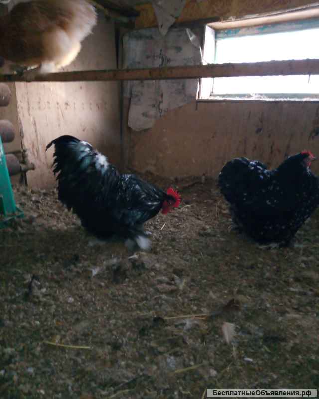 Породистые Курицы