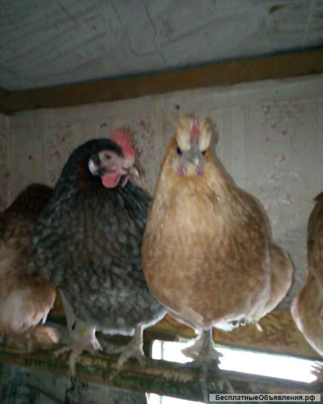 Породистые Курицы