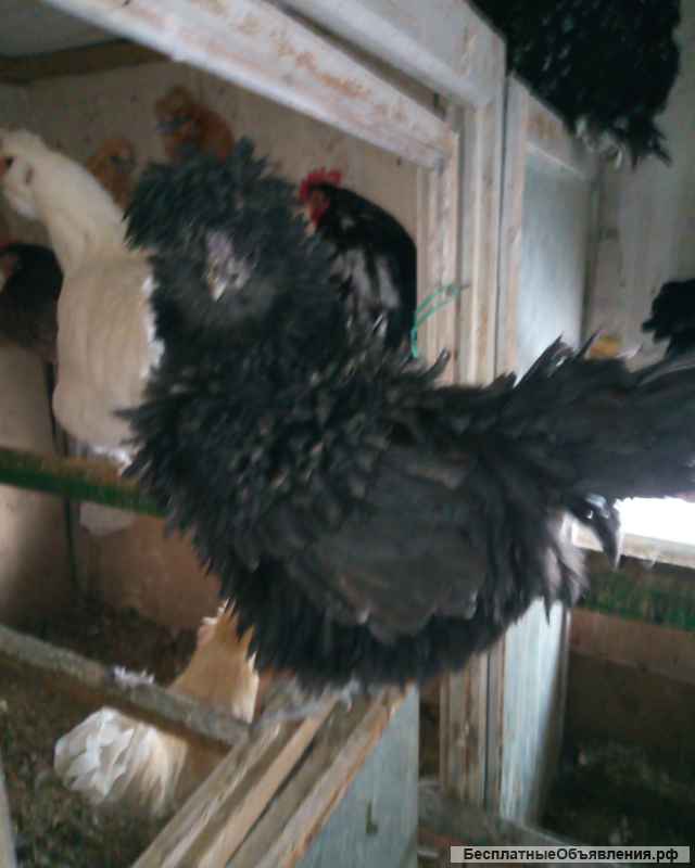 Породистые Курицы