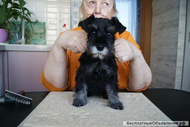 Щенков цвергшнауцера