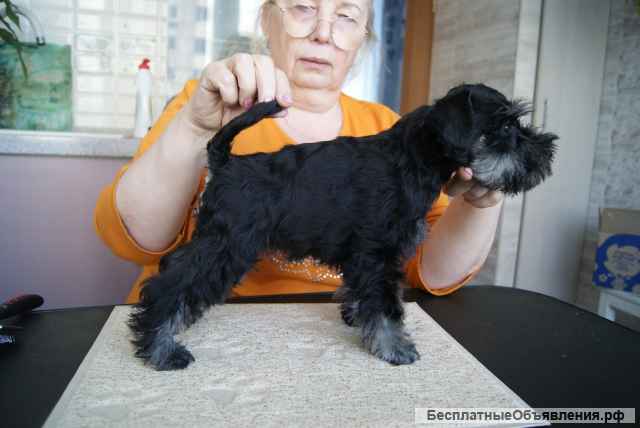 Щенков цвергшнауцера