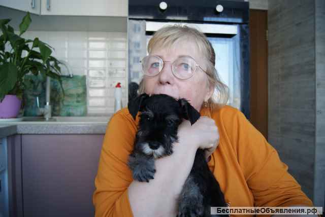 Щенков цвергшнауцера