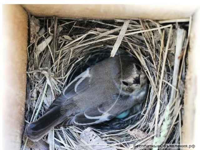 Синичник малый для лазоревки, мелких птиц