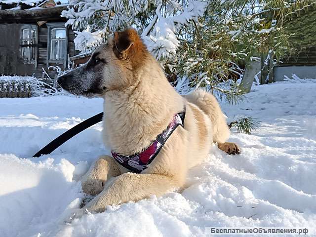 Отличные компаньоны и охранники, собачки-подростки Лада и Рада в дар
