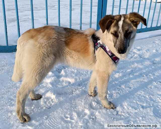 Отличные компаньоны и охранники, собачки-подростки Лада и Рада в дар