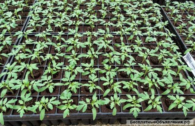 Рассада томатов, капусты, перца, огурцов