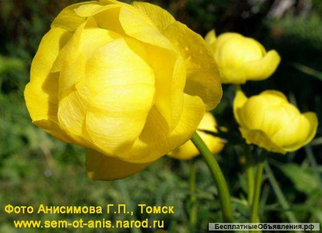 Купальница европейская. Семена с доставкой по России.