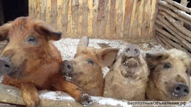 Поросята венгерской мангалицы