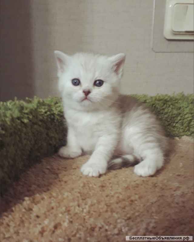 Шикарные британские котята окрас шиншилла (металлик и шоколад)