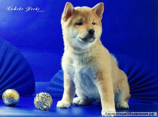 Сиба ину щенок с документами РКФ от заводчика