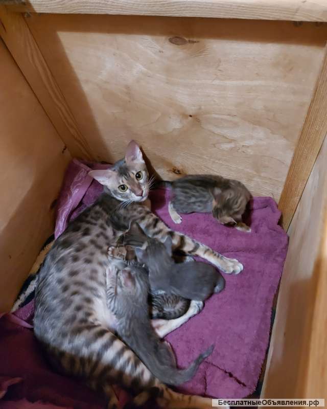 Резерв на котят серенгети: ориентал с бенгалом