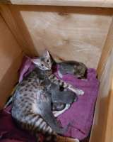 Резерв на котят серенгети: ориентал с бенгалом