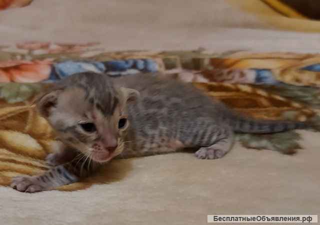 Резерв на котят серенгети: ориентал с бенгалом