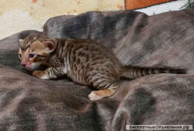 Резерв на котят серенгети: ориентал с бенгалом