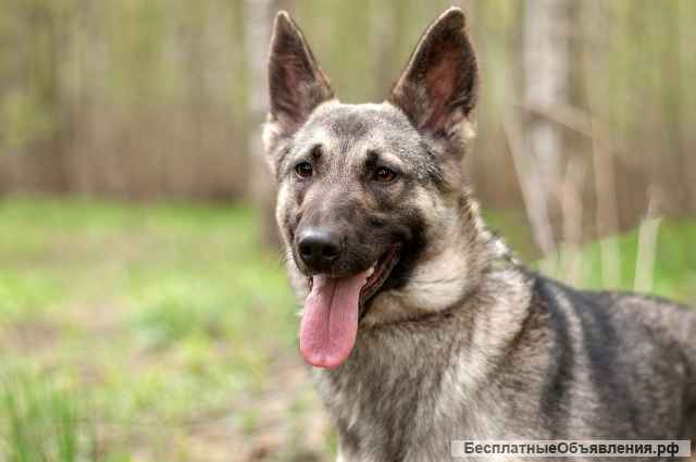 Милая Кукла ищет дом