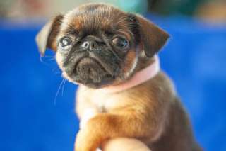 Миниатюра пти брабансон девочка. Февраль 2024