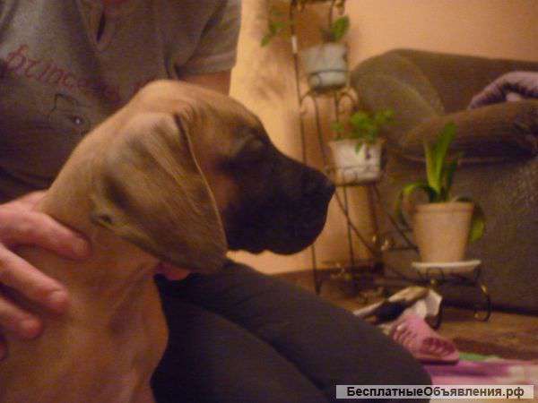 Щенки немецкого дога от чемпионов