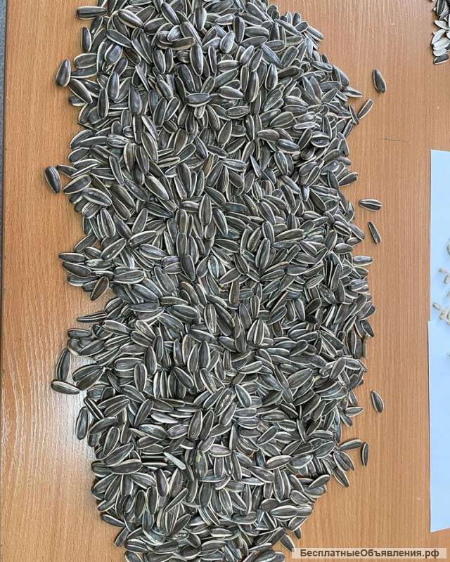 Черная Турецкая семечка