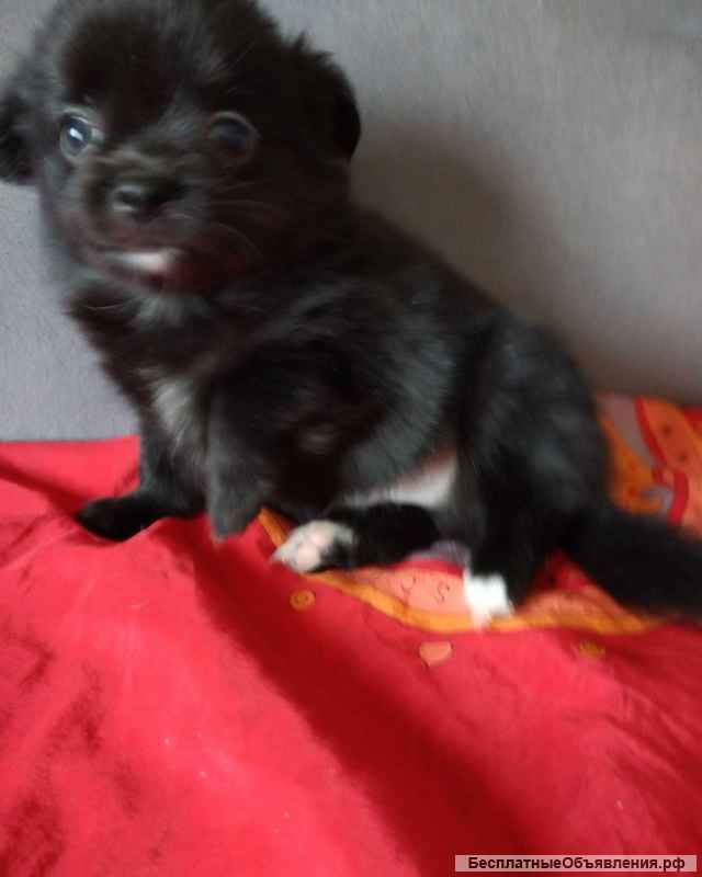 Чихуахуа щеночек