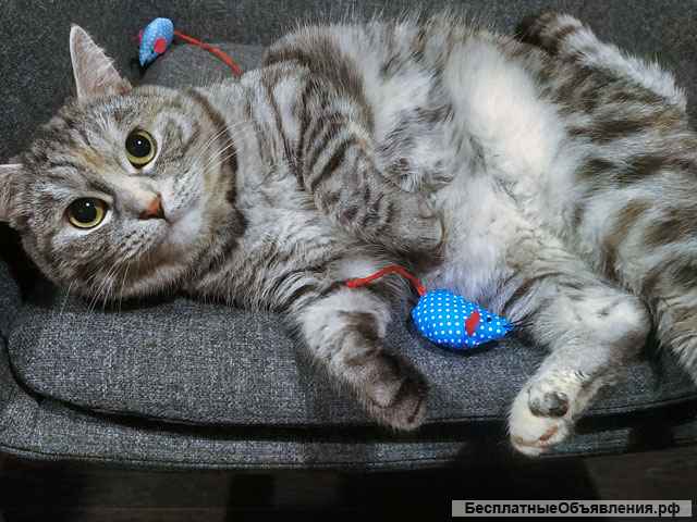 Добрая домашняя кошечка Дымка, метис шотландской кошки в добрые руки