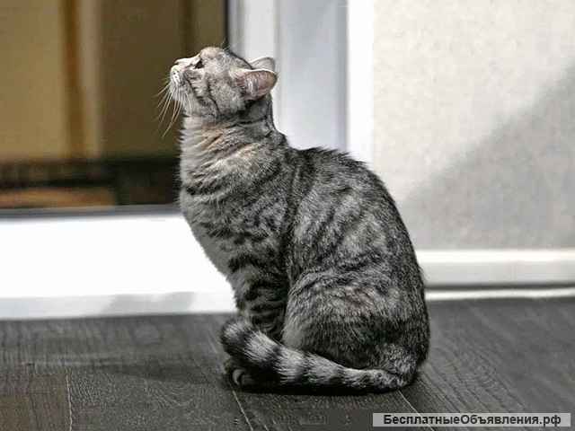 Добрая домашняя кошечка Дымка, метис шотландской кошки в добрые руки