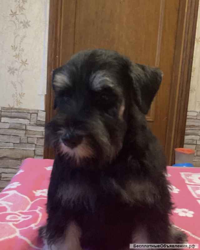 Крутой парень цвергшнауцер