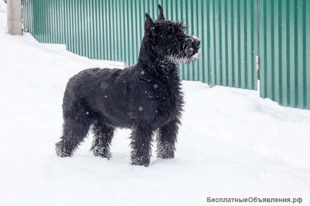 Ризеншнауцер щенок