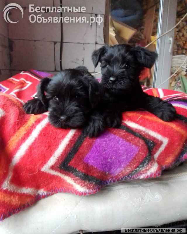 Цвергшнауцер щенки недорого