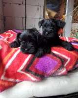 Цвергшнауцер щенки недорого