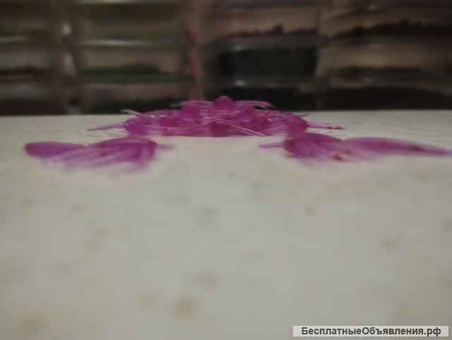 Силиконовые приманки