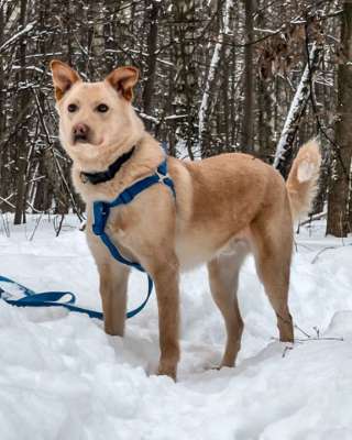 Мистер Булкин