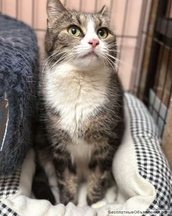 Мусенька Уютнова, нежная домашняя полосатая кошечка в добрые руки