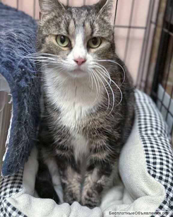 Мусенька Уютнова, нежная домашняя полосатая кошечка в добрые руки