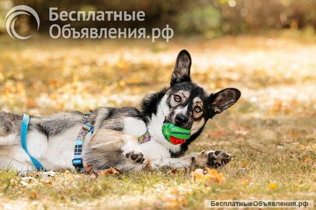 Озорной бурундук Хэппи ищет свою семью