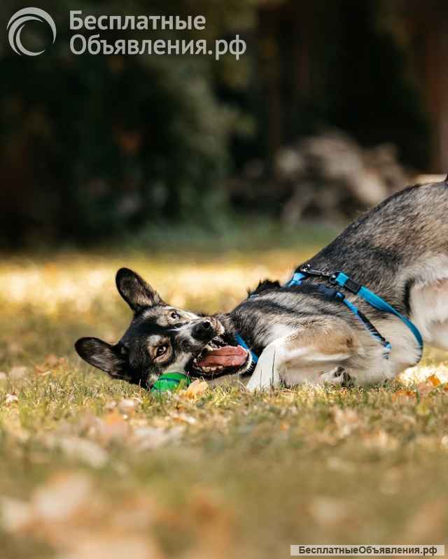Озорной бурундук Хэппи ищет свою семью