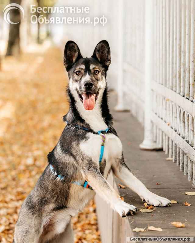 Озорной бурундук Хэппи ищет свою семью