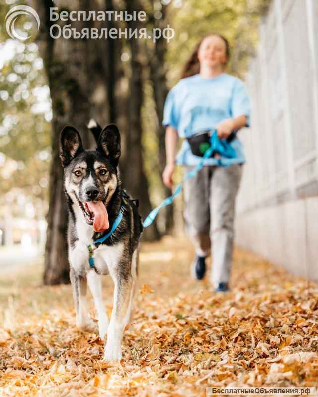 Озорной бурундук Хэппи ищет свою семью