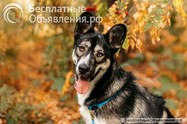 Озорной бурундук Хэппи ищет свою семью