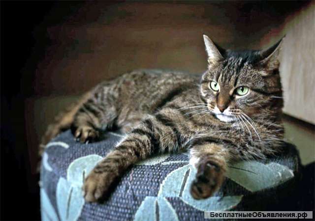 Домашняя кошечка Рыся ищет новый дом