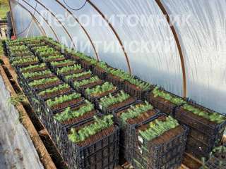 Сеянцы сосны обыкновенной, ели европейской. ОКС и ЗКС. Лесопитомник.