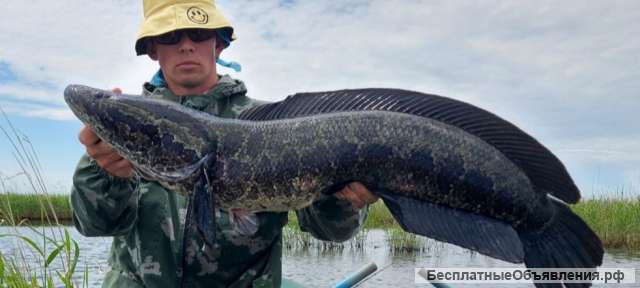 Тур (Охота на Змееголова)