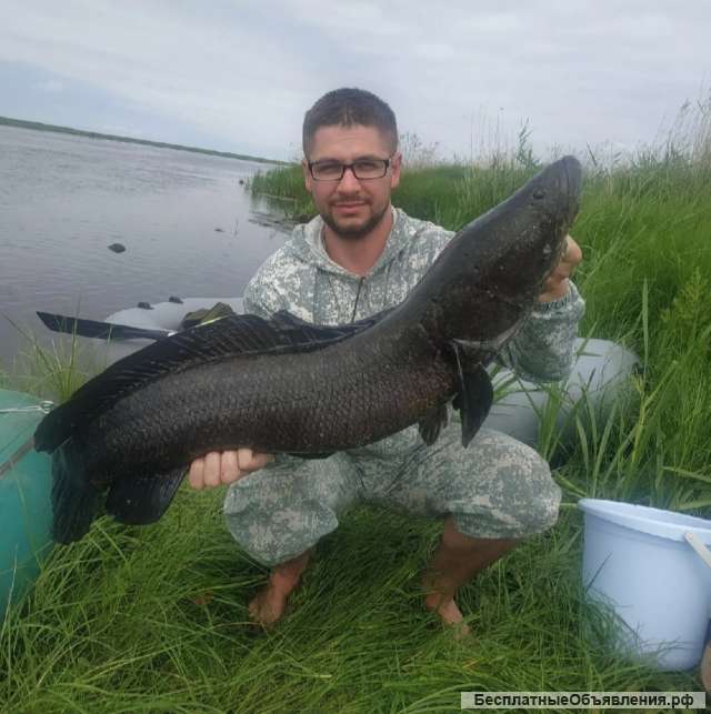 Тур (Охота на Змееголова)