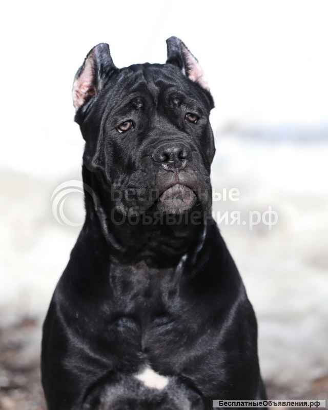 Щенки Кане Корсо