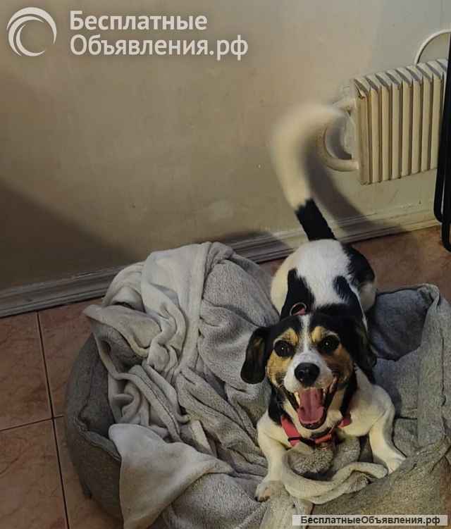 Коротколапик Рони - метис джек рассела ищет дом