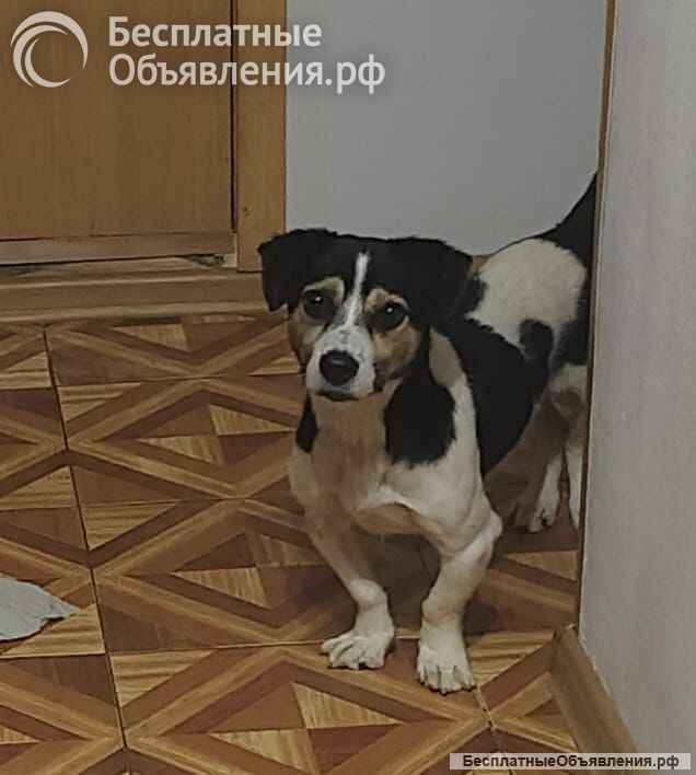 Коротколапик Рони - метис джек рассела ищет дом