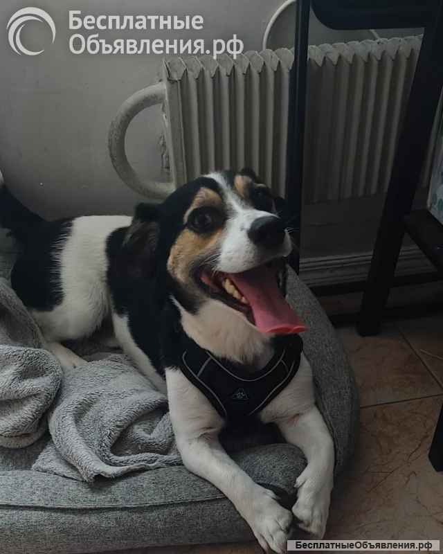 Коротколапик Рони - метис джек рассела ищет дом