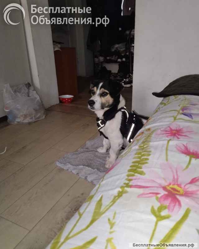 Коротколапик Рони - метис джек рассела ищет дом