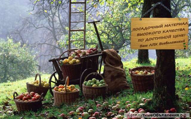 Всеволожский плодопитомник: саженцы плодовых деревьев и кустарников, декоративные растения, цветы