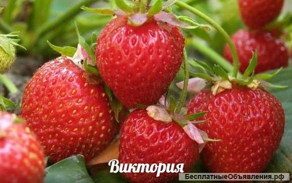 Всеволожский плодопитомник: саженцы плодовых деревьев и кустарников, декоративные растения, цветы