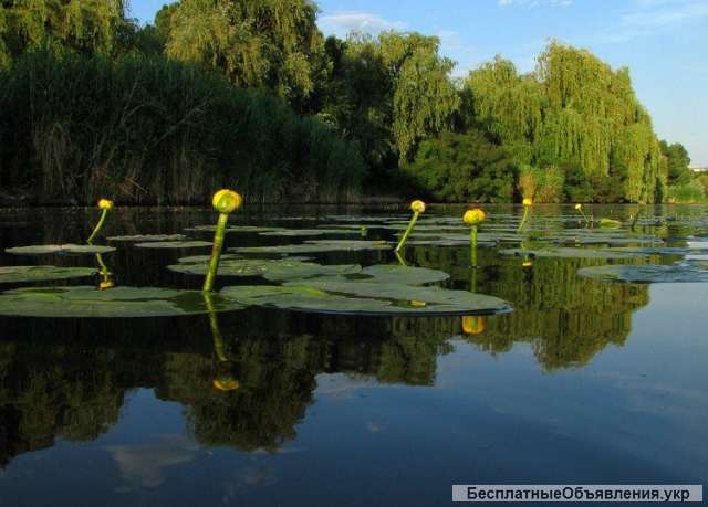 Под застройку 20 соток на берегу реки Орель(свой берег)